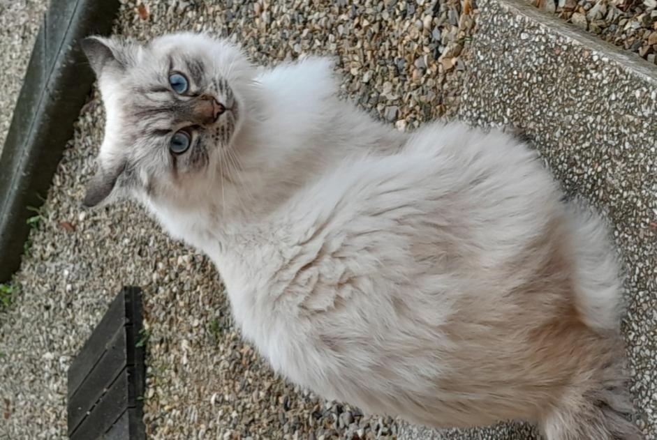 Disappearance alert Cat miscegenation  Female , 2 years Saint-Romain-de-Jalionas France