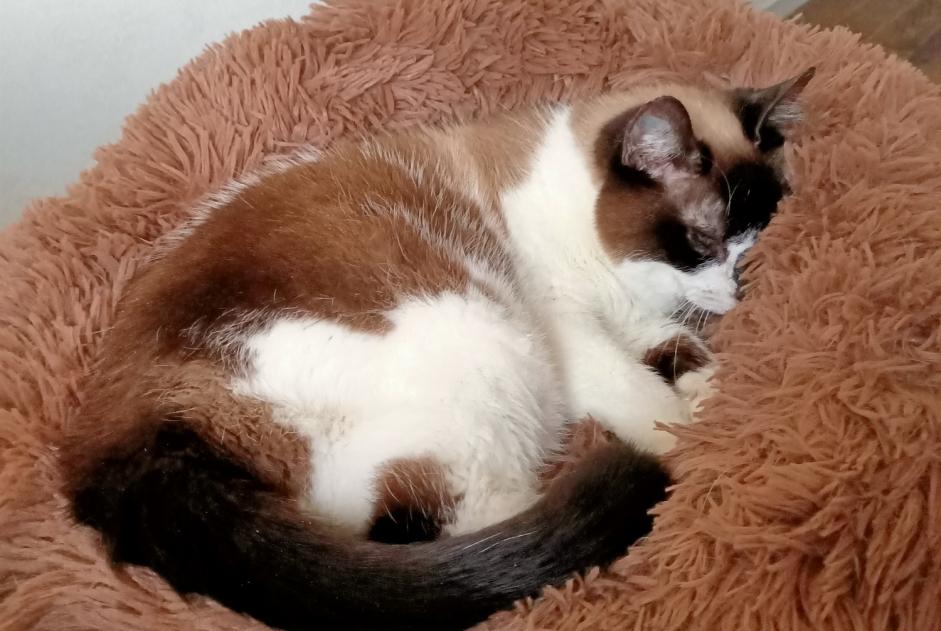 Vermisstmeldung Katze  Weiblich , 16 jahre Seyssuel Frankreich