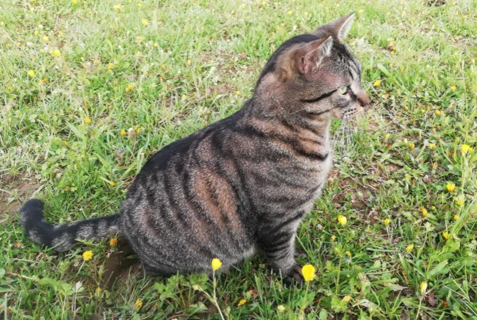 Vermisstmeldung Katze Männliche , 3 jahre Jarrie Frankreich