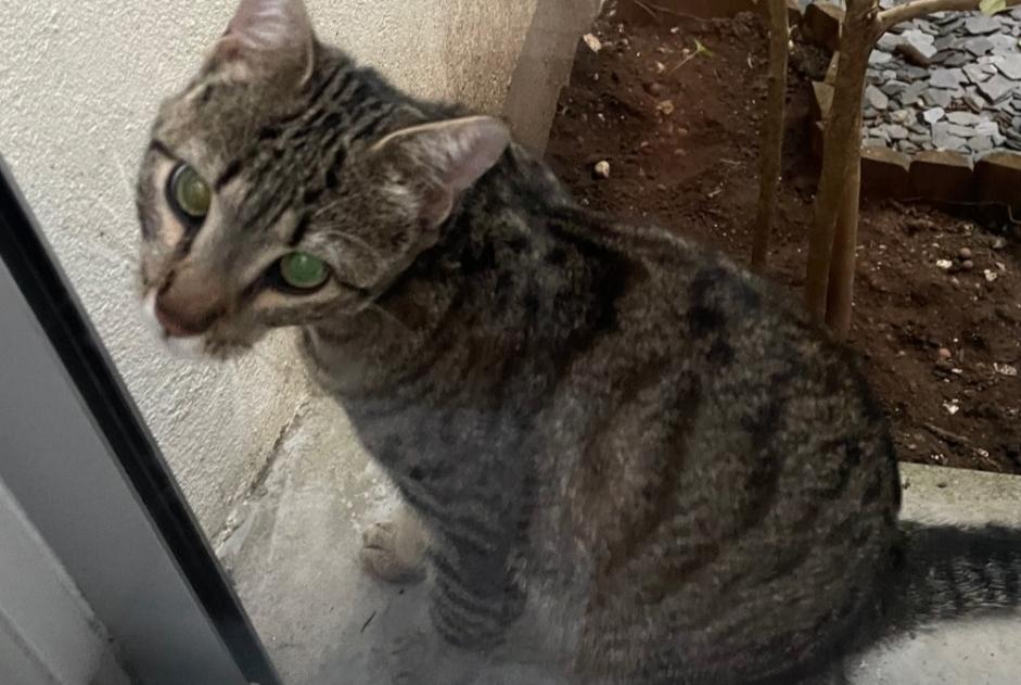 Fundmeldung Katze rassenmischung  Unbekannt Grenoble Frankreich