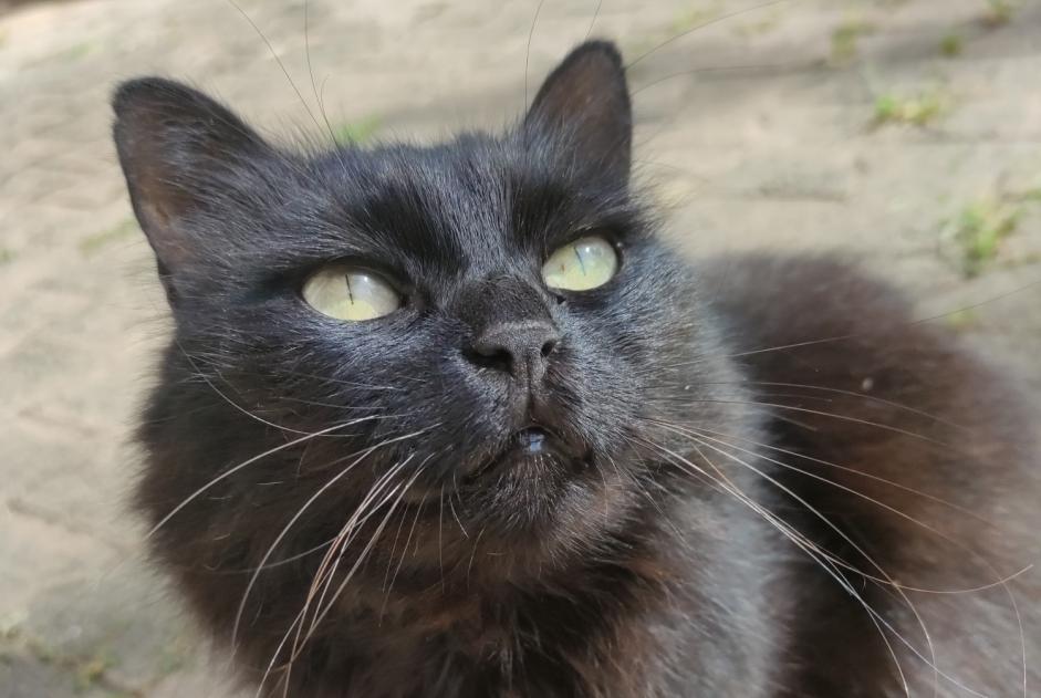 Vermisstmeldung Katze Weiblich , 9 jahre Crolles Frankreich
