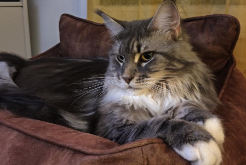 Vermisstmeldung Katze  Weiblich , 2 jahre Voreppe Frankreich
