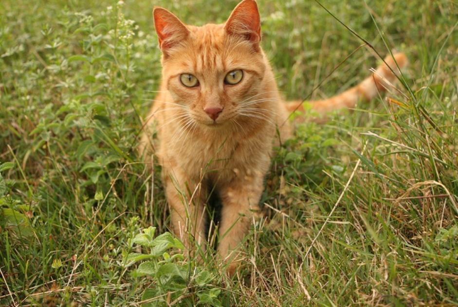 Disappearance alert Cat miscegenation  Male , 7 years La Combe-de-Lancey France