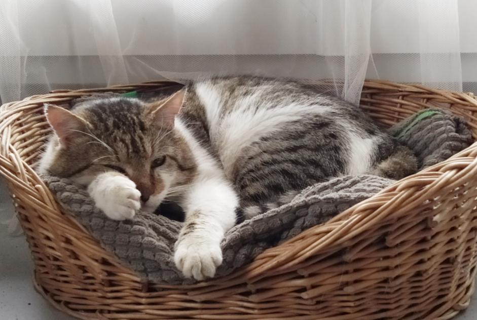 Disappearance alert Cat Male , 9 years La Salle-en-Beaumont France