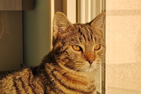 Disappearance alert Cat  Male , 3 years Chuzelles France