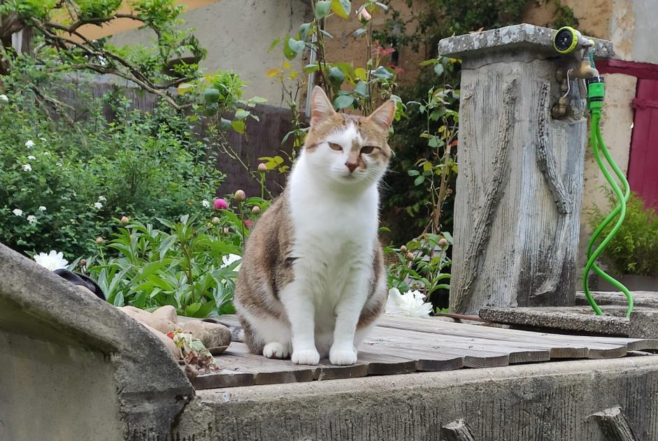 Disappearance alert Cat  Female , 6 years Longechenal France