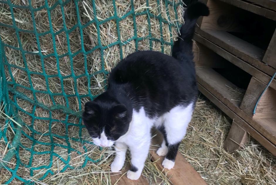Discovery alert Cat  Male , 3 years Jardin France