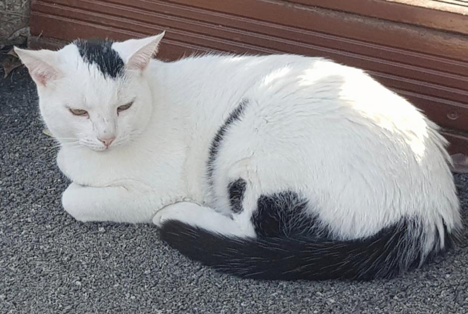 Disappearance alert Cat Male , 9 years Saint-Jean-de-Soudain France