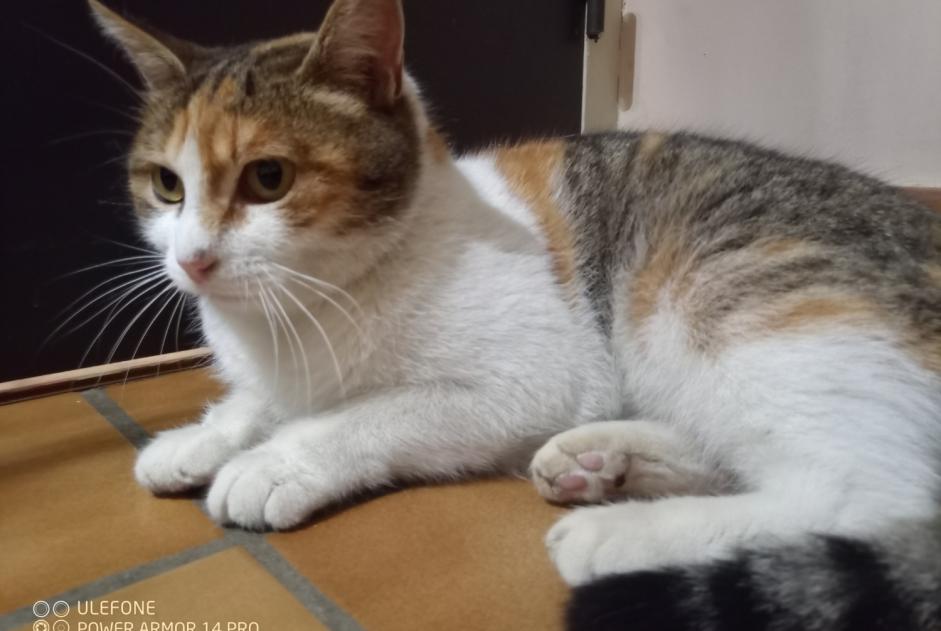 Disappearance alert Cat miscegenation  Female , 2 years Le Bourg-d'Oisans France