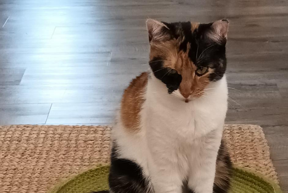 Disappearance alert Cat  Female , 2 years Chonas-l'Amballan France