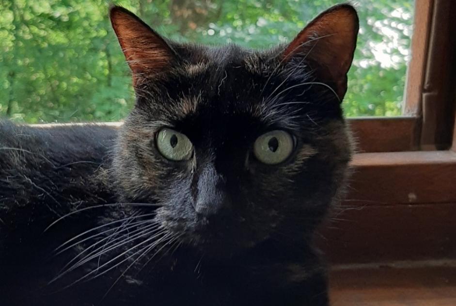 Disappearance alert Cat miscegenation  Female , 12 years Saint-Martin-d'Uriage France