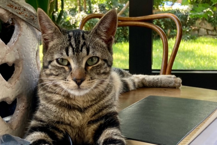 Disappearance alert Cat Male , 3 years Jardin France