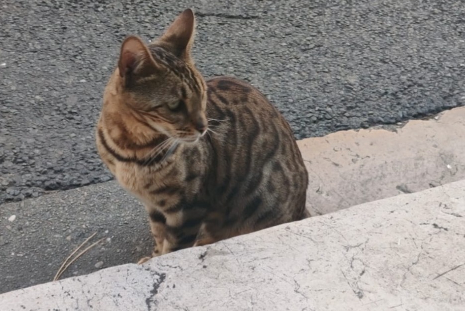 Discovery alert Cat  Unknown Grenoble France