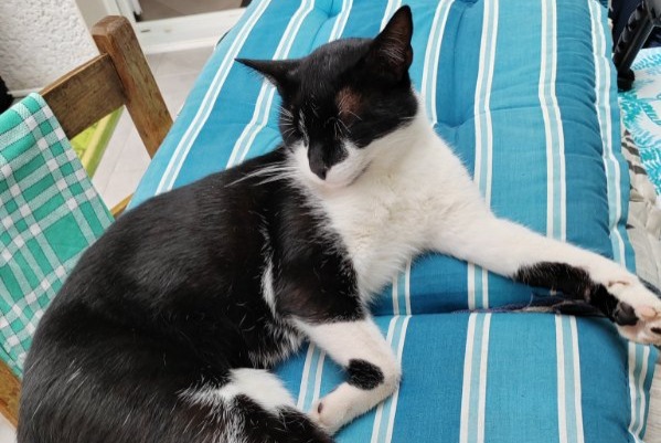 Disappearance alert Cat  Male , 3 years Morestel France