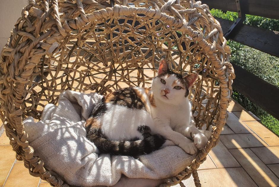 Disappearance alert Cat Female , 4 years Vizille France