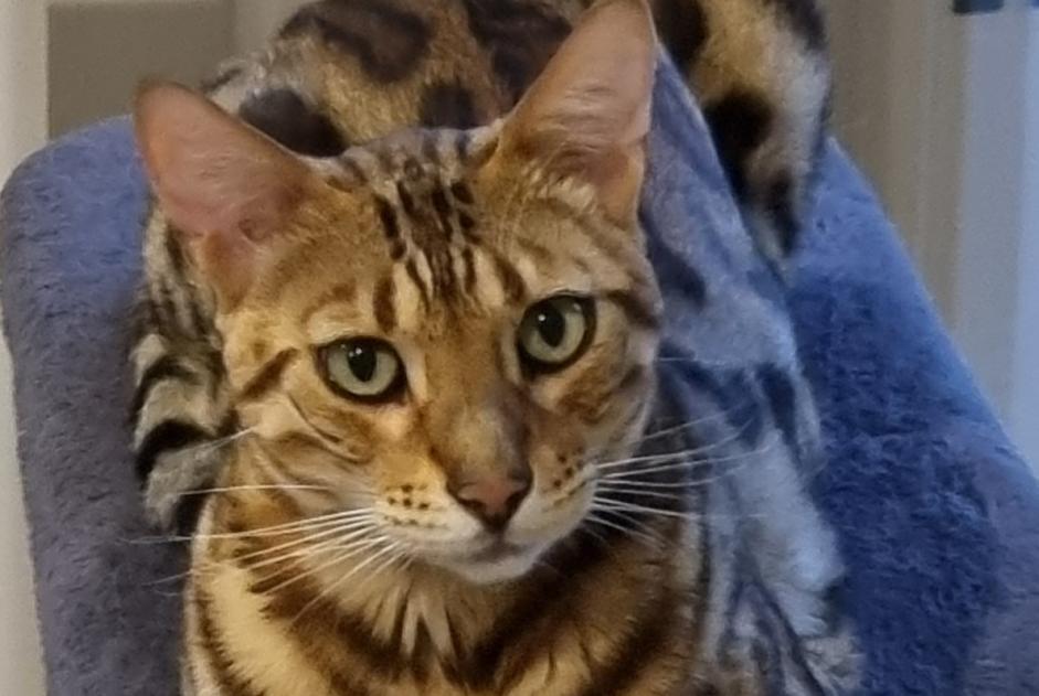 Disappearance alert Cat  Male , 2 years Saint-Nazaire-les-Eymes France