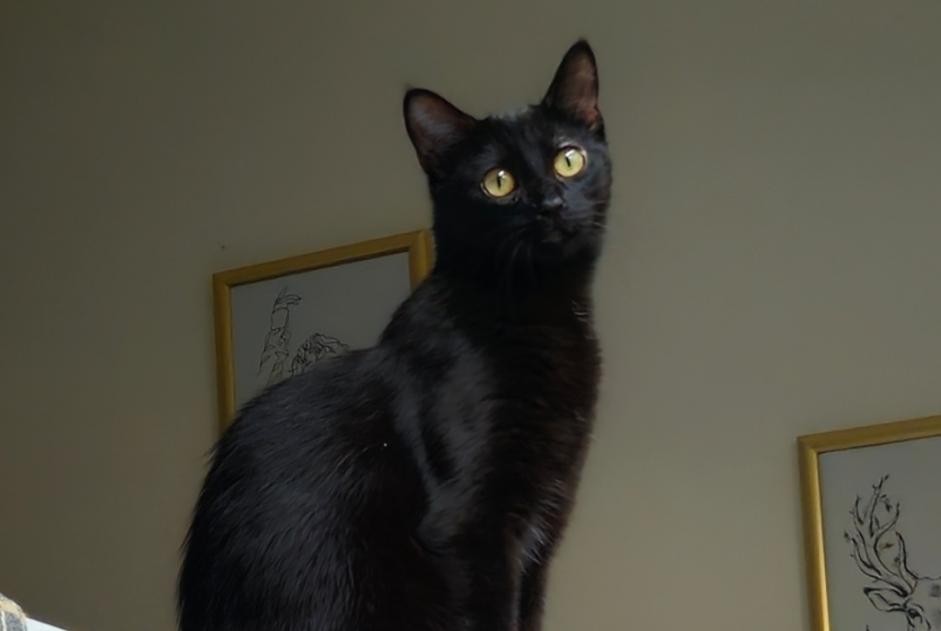 Disappearance alert Cat Female , 2 years Domène France
