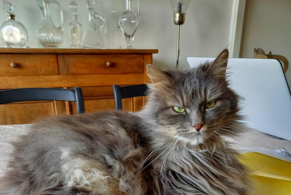 Disappearance alert Cat  Female , 10 years Saint-Marcellin France