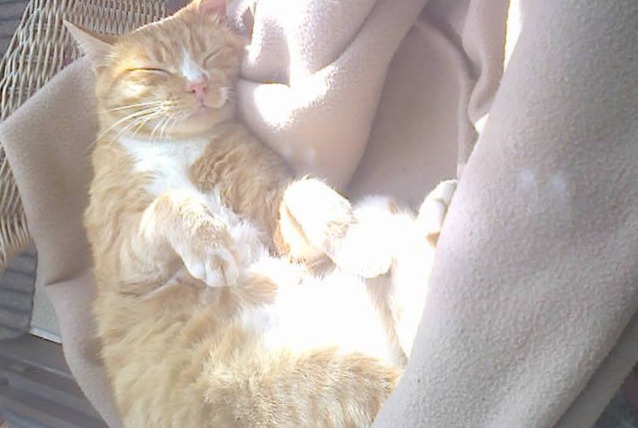 Disappearance alert Cat miscegenation Male , 7 years Vizille France Disappearance alert Cat miscegenation Male , 7 years Vizille France