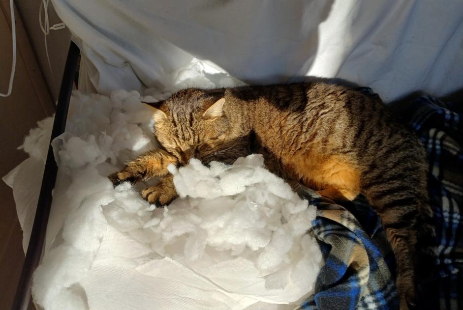 Alerta de Desaparición Gato Hembra , 10 años L'Isle-d'Abeau Francia