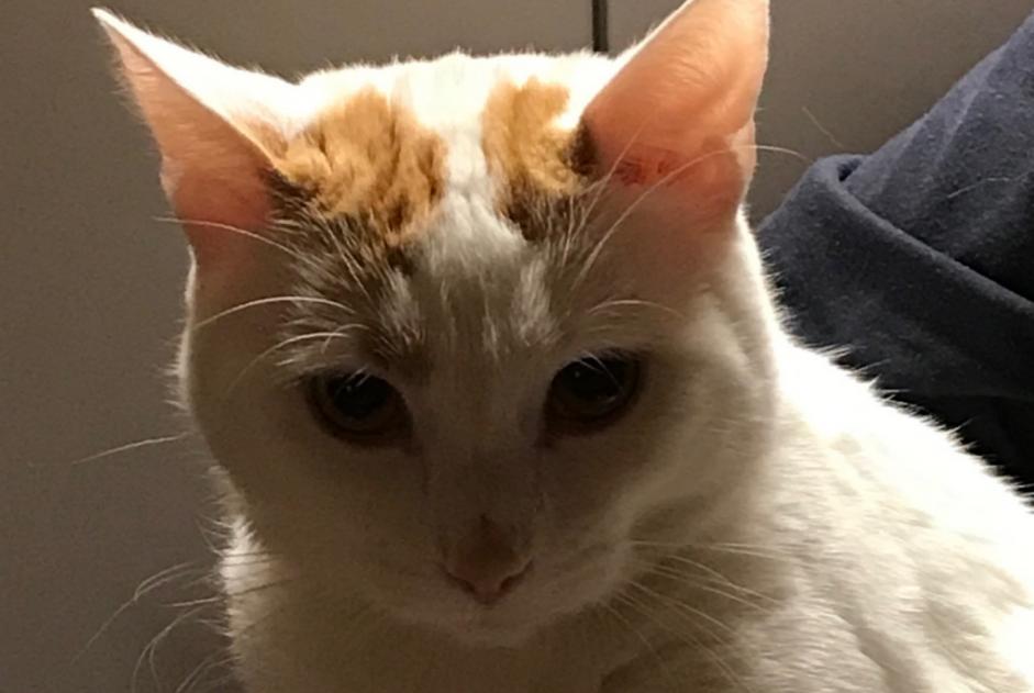 Alerte Disparition Chat croisement Mâle , 3 ans Porcieu-Amblagnieu France Alerte Disparition Chat croisement Mâle , 3 ans Porcieu-Amblagnieu France