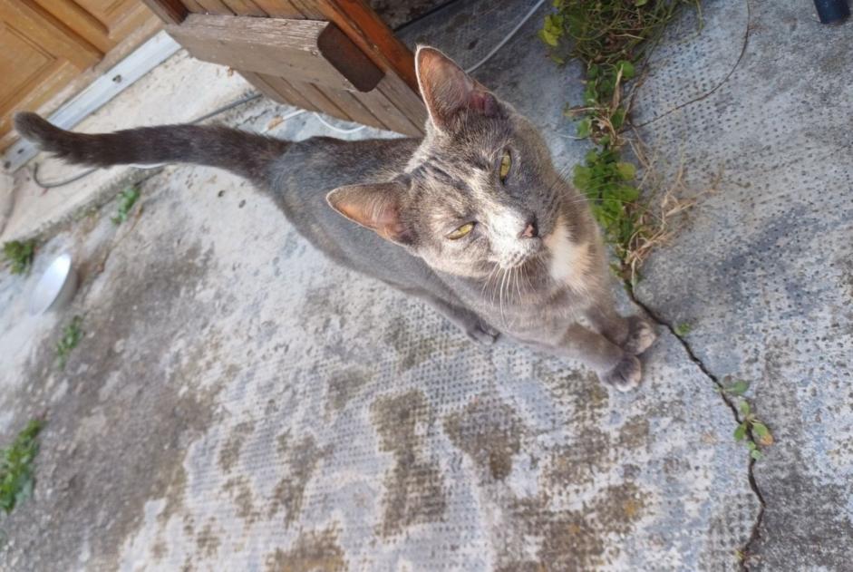 Alerte Disparition Chat Femelle , 2 ans Voreppe France