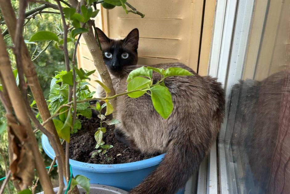 Alerte Disparition Chat croisement  Mâle , 1 ans Claix France