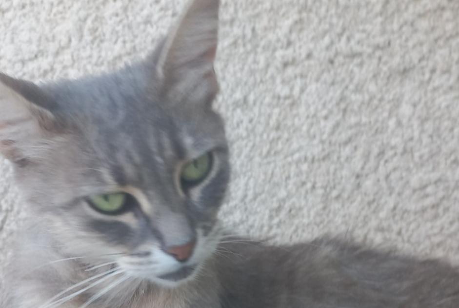 Alerte Découverte Chat Inconnu Saint-Georges-d'Espéranche France