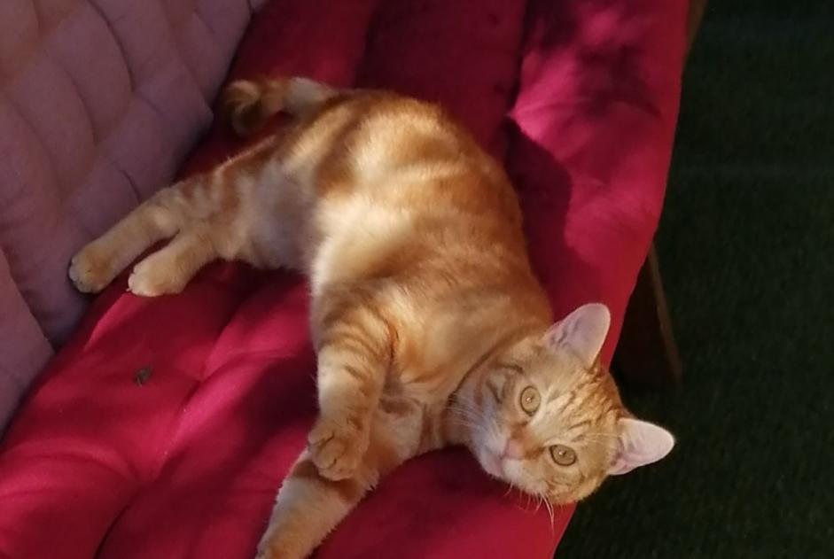 Avviso scomparsa Gatto  Maschio , 2 anni Sonnay Francia